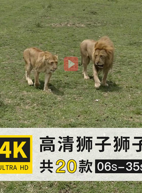 狮子狻猊猫科豹属哺乳动物4K高清航拍延时实拍横屏动态短视频素材