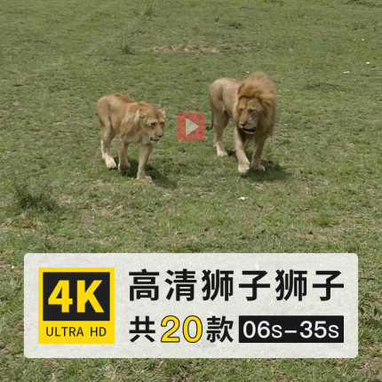 狮子狻猊猫科豹属哺乳动物4K高清航拍延时实拍横屏动态短视频素材