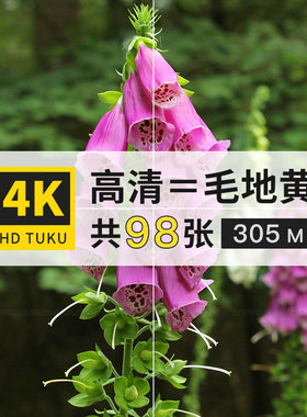 毛地黄紫花洋地黄花朵图片素材4K高清壁纸ps设计背景绘画插画参考