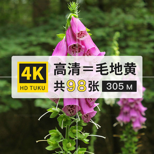 毛地黄紫花洋地黄花朵图片素材4K高清壁纸ps设计背景绘画插画参考