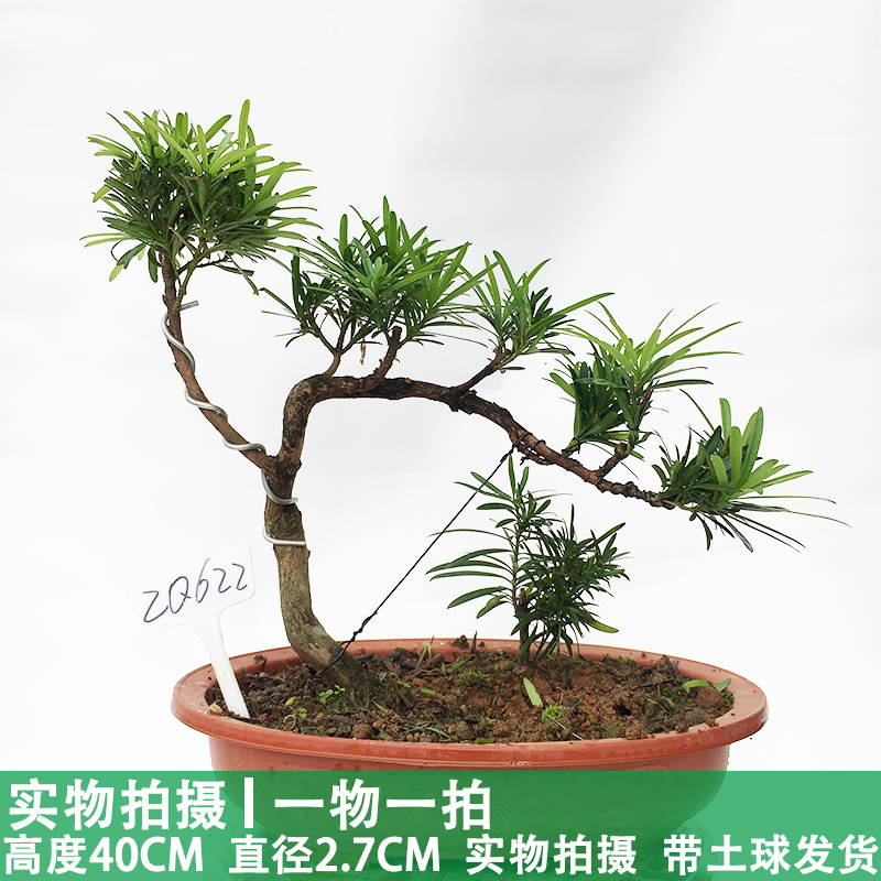 罗汉松造型盆景一物一图一拍老桩室内庭院素材按图实物挑选苗发货