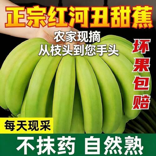 云南高山香蕉自然熟现摘现发威尼斯香蕉整箱易熟香糯绿皮香蕉