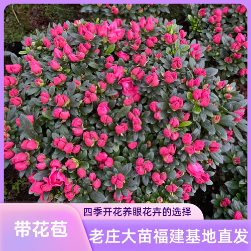 杜鹃花盆栽室内办公室绿植带花苞