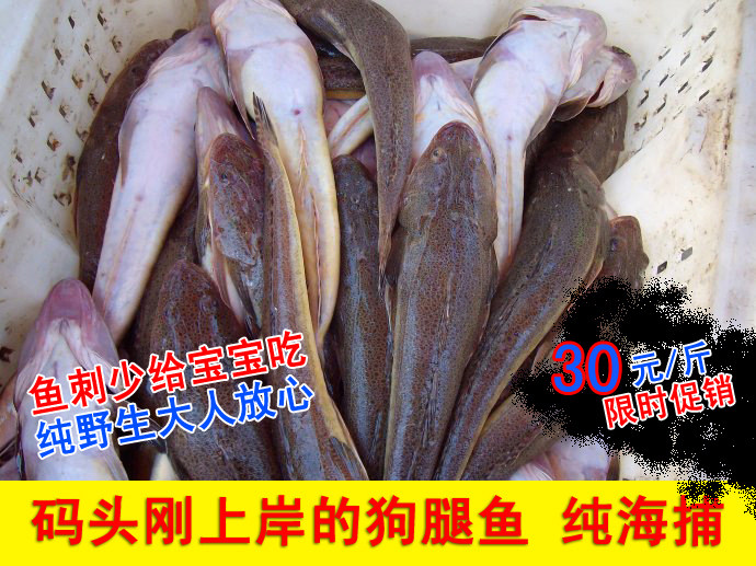 新鲜辫子鱼一斤约2条鲬鱼拐子鱼野生海鱼连云港特产鱼狗腿鱼海鲜