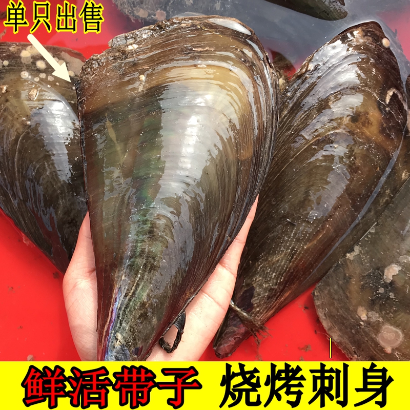 海鲜鲜活大带子新鲜绿贝瑶柱连云港野生扇贝贝类水产烧烤蒜蓉粉丝