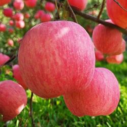 苹果水果山西红富士冰糖心苹果应季新鲜水果万荣苹果脆甜丑苹果