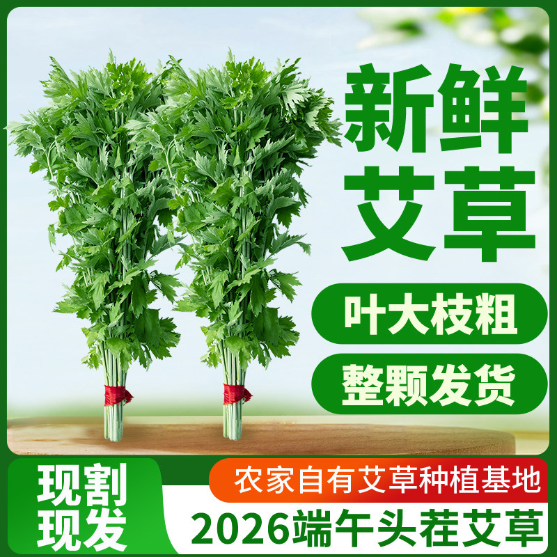 端午节艾草挂门新鲜艾叶端午礼物艾草插门整颗全株花束批发青艾蒿