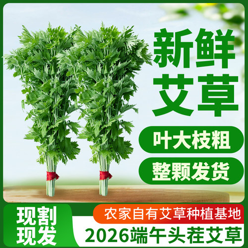端午节艾草挂门新鲜艾叶端午礼物艾草插门整颗全株花束批发青艾蒿