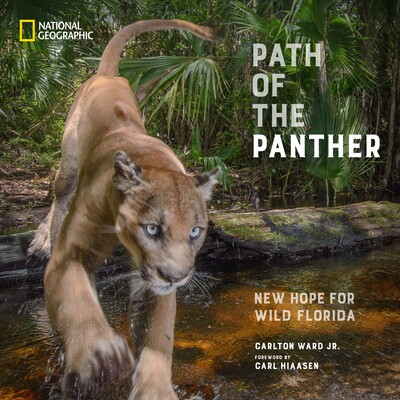 预订 黑豹之路：狂野佛罗里达的新希望 摄影 主题 动植物 英文 Path of the Panther: New Hope for Wild Florida