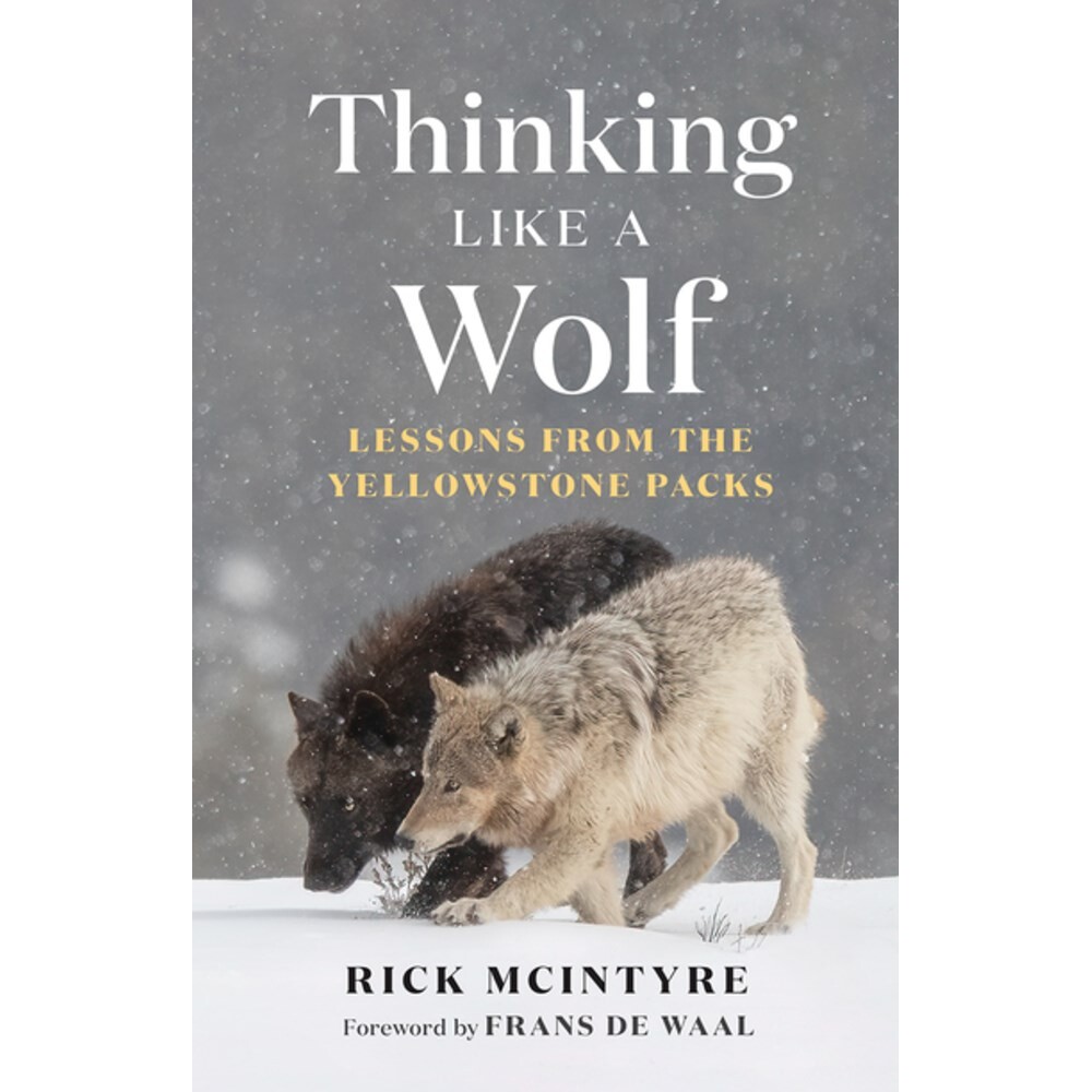 预售 像狼一样思考 来自黄石狼群的启示 Rick Mcintyre 英文原版 Thinking Like a Wolf: Lessons From the Yellowstone Packs