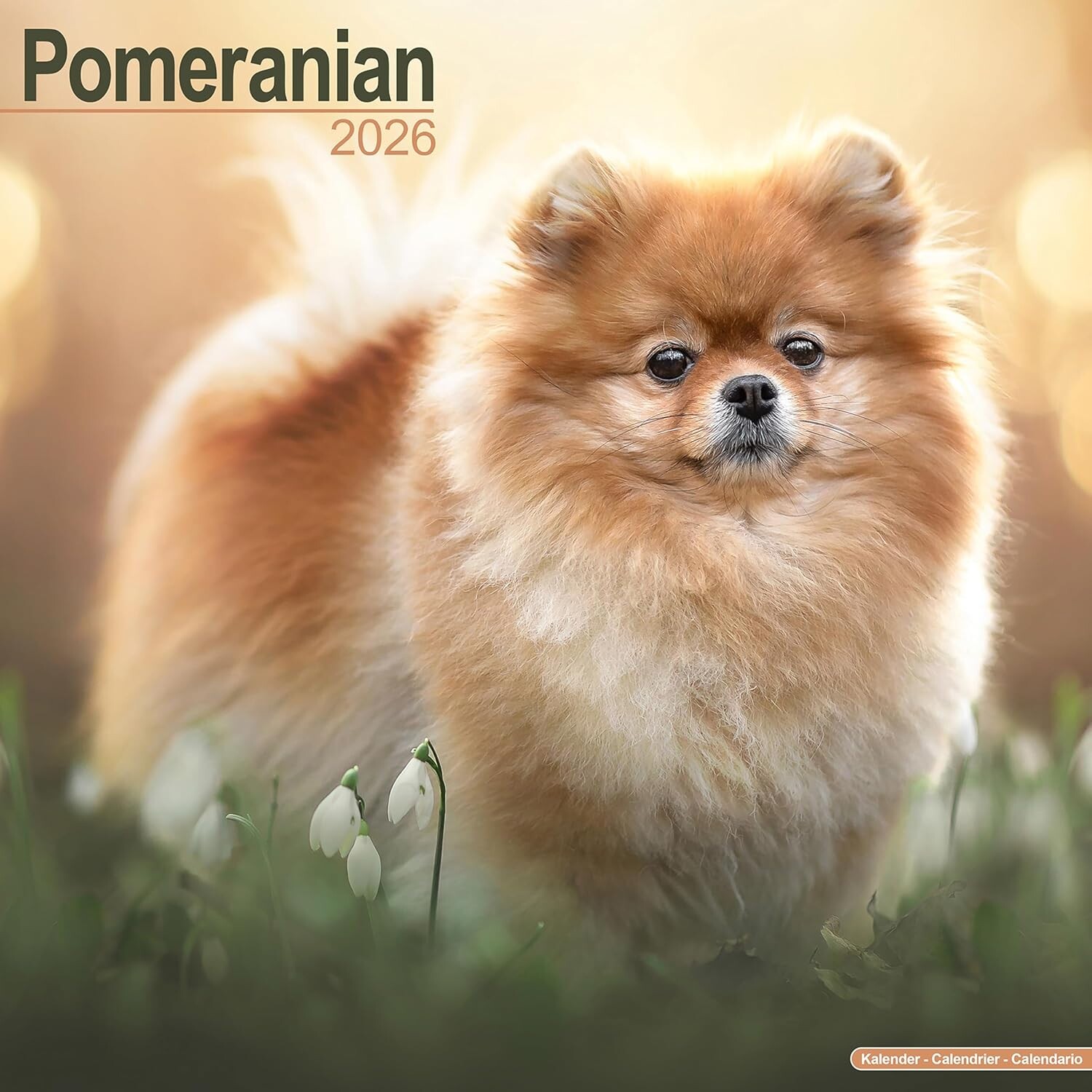 现货 博美犬 2026年挂历 动物写真摄影 宠物狗狗 进口日历 英文原版 Pomeranian 2026 Wall Calendar