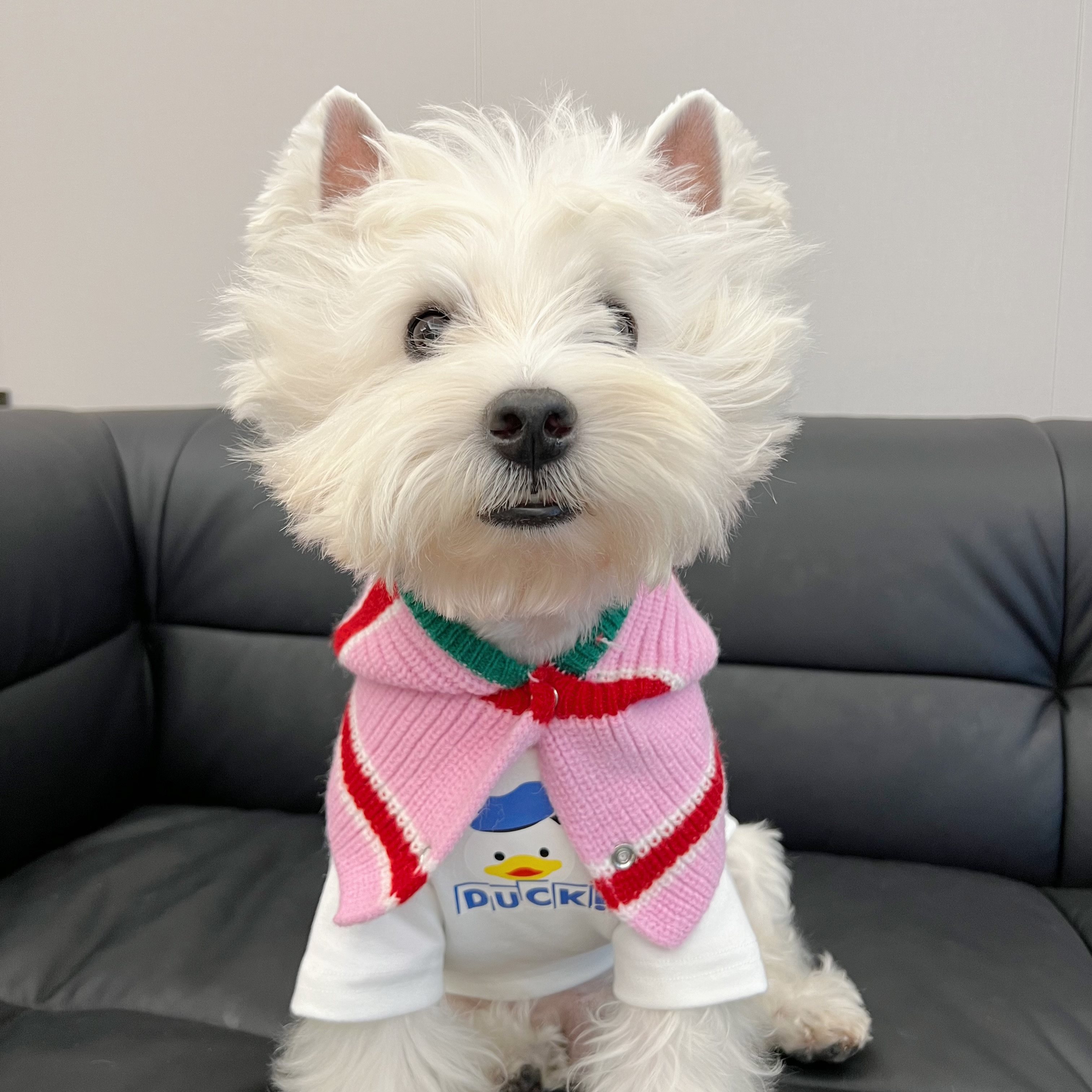 秋冬狗狗连帽围巾冬季保暖披风西高地比熊法斗雪纳瑞小型毛线围兜,宠物/宠物食品及用品,围巾/口水巾,淘宝优惠券,粉丝福利购,淘宝优惠卷