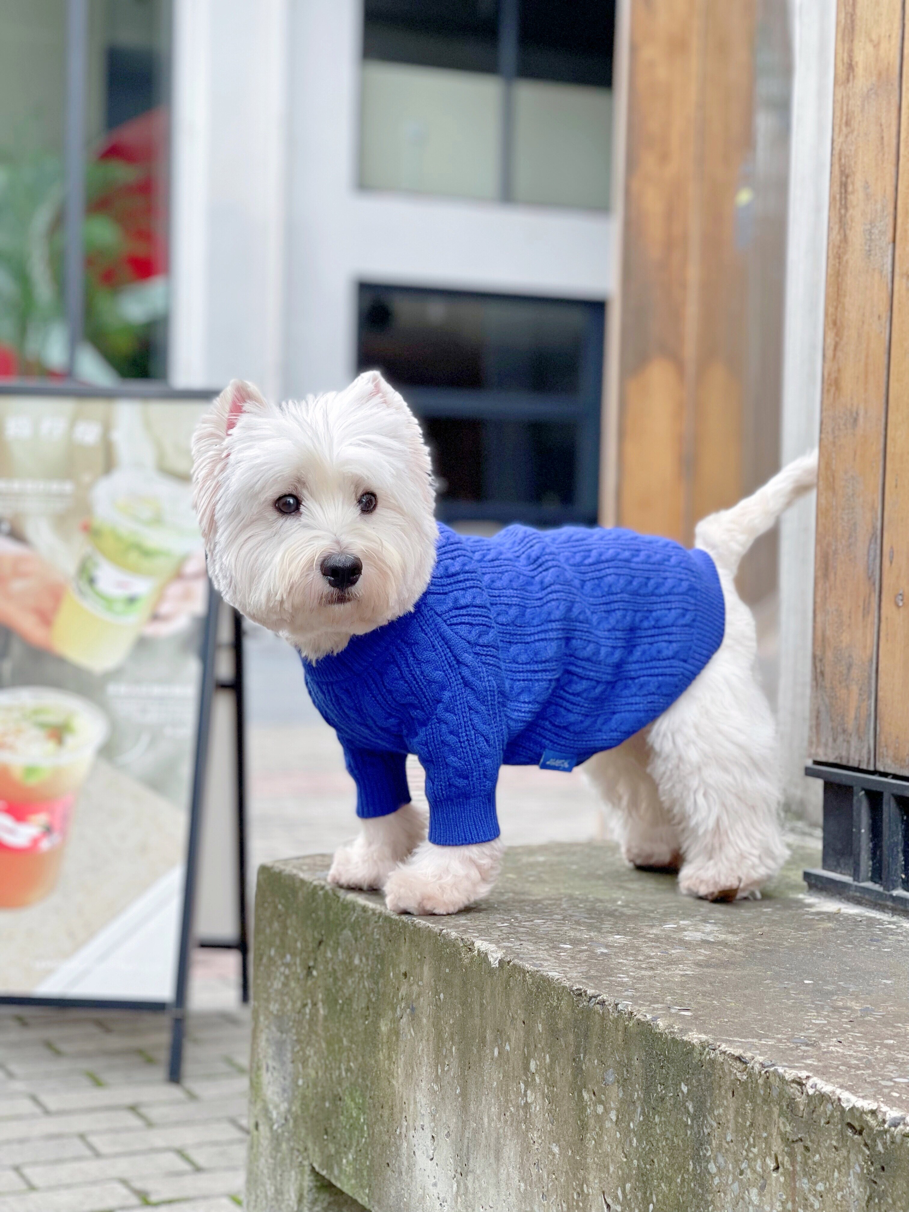 狗狗毛衣宠物西高地柴犬冬季衣服
