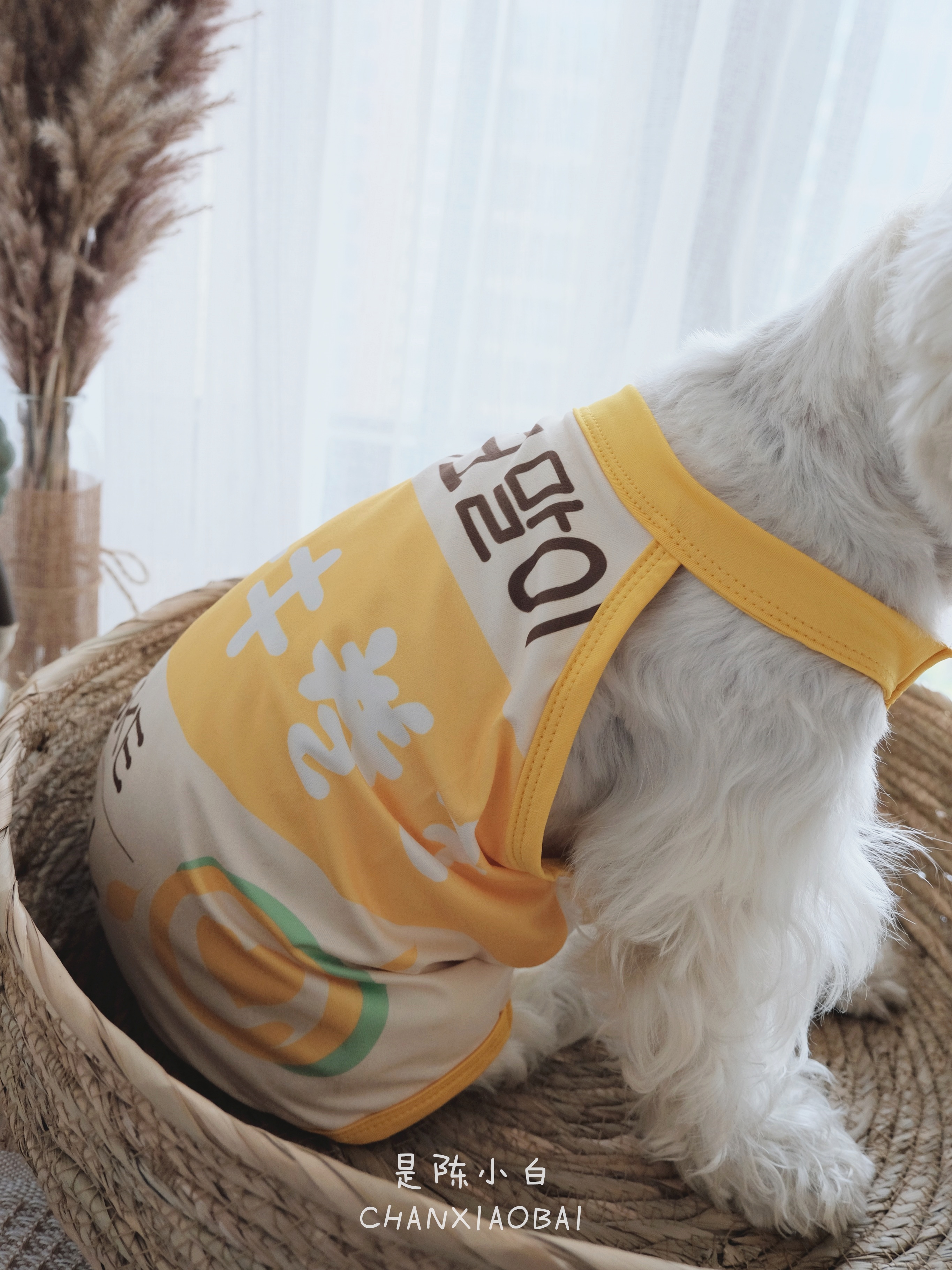 是陈小白甜品系列狗狗夏季背心透气亲肤宽松可爱西高地泰迪法斗