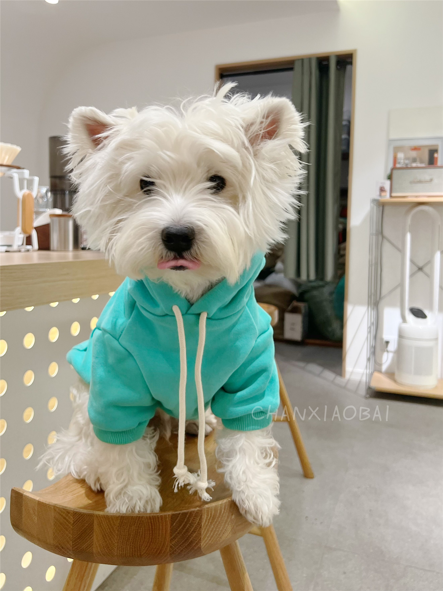 玩色系列狗狗卫衣纯色带帽小中型犬西高地泰迪比熊狗衣服秋冬加绒