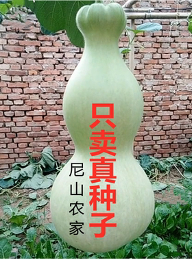 巨型超特大超莲花头葫芦种子籽小八宝鹤首亚腰三挺庭手捻种孑大全