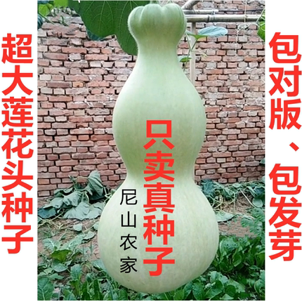 巨型超特大超莲花头葫芦种子籽小八宝鹤首亚腰三挺庭手捻种孑大全