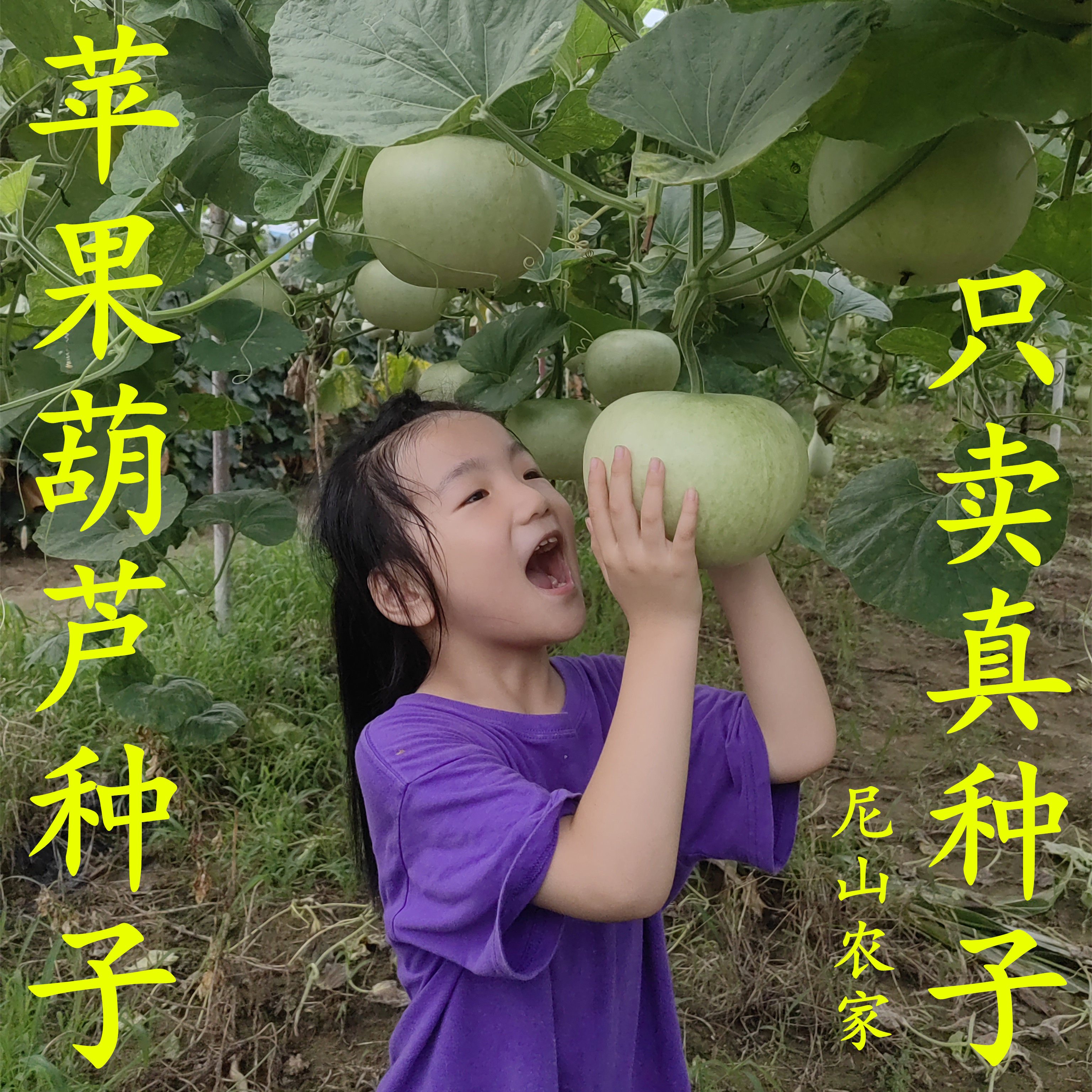 天然苹果葫芦种子蝈蝈葫芦种子阳台盆栽观赏葫芦种籽鸡蛋葫芦种子