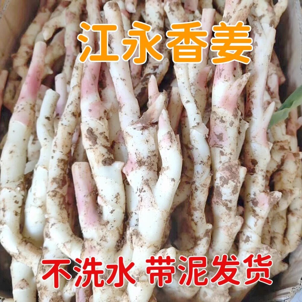 嫩姜江永香姜嫩仔姜泡菜姜当季新鲜姜湖南永州特产