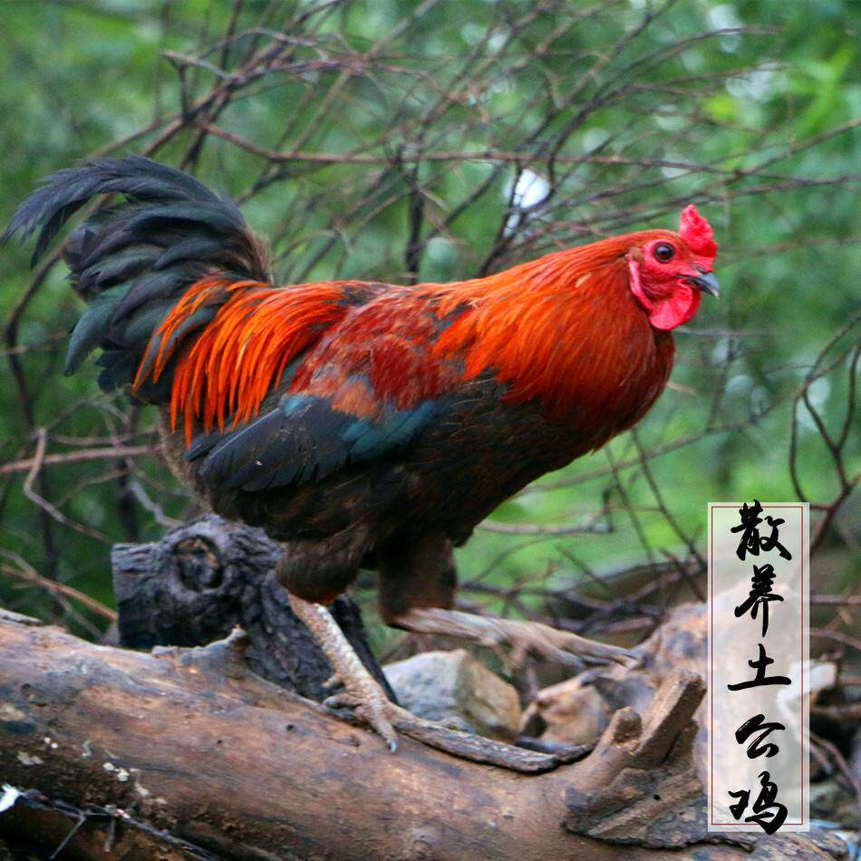 正宗土鸡农家散养新鲜活现杀孕妇月子鸡跑山鸡草鸡整只老母鸡公鸡