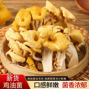 鸡油菌干货特产新货黄蘑菇食用菌菇煲汤云南香菇