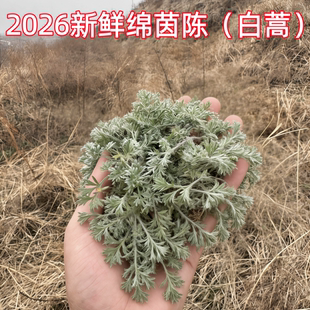 新鲜茵陈正宗白蒿精选绵茵陈干净无杂茵陈蒿深山采挖鲜茵陈鲜白蒿