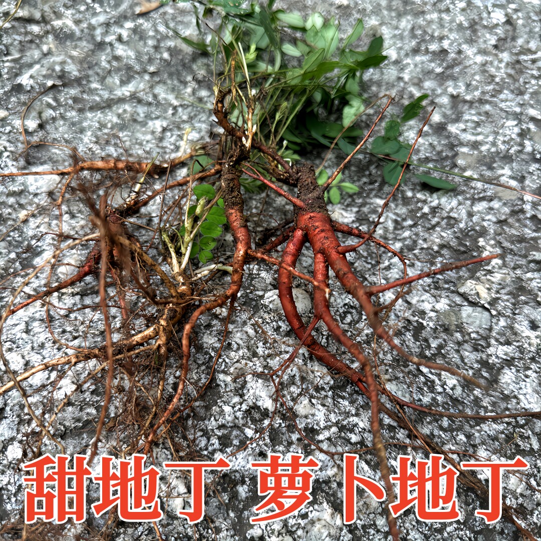 甜地丁萝卜地丁大根干品精选去杂