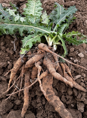 大蓟根新鲜马刺根现挖现发刺萝卜根鸡母刺根大刺盖大蓟根炖鸡煲汤