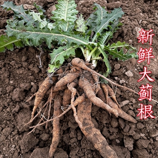 大蓟根新鲜马刺根现挖现发刺萝卜根鸡母刺根大刺盖大蓟根炖鸡煲汤