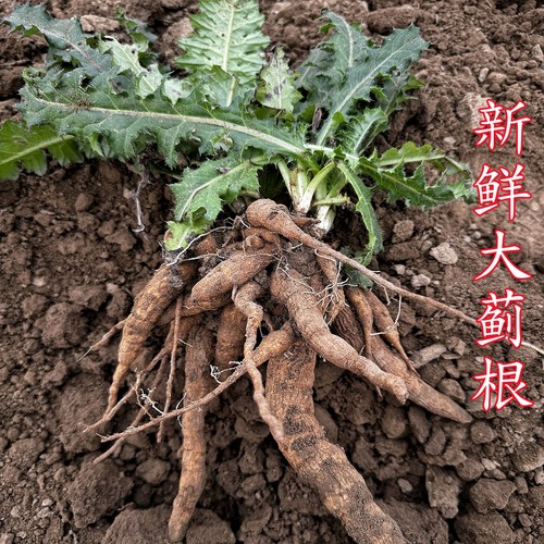 大蓟根新鲜马刺根现挖现发刺萝卜根鸡母刺根大刺盖大蓟根炖鸡煲汤