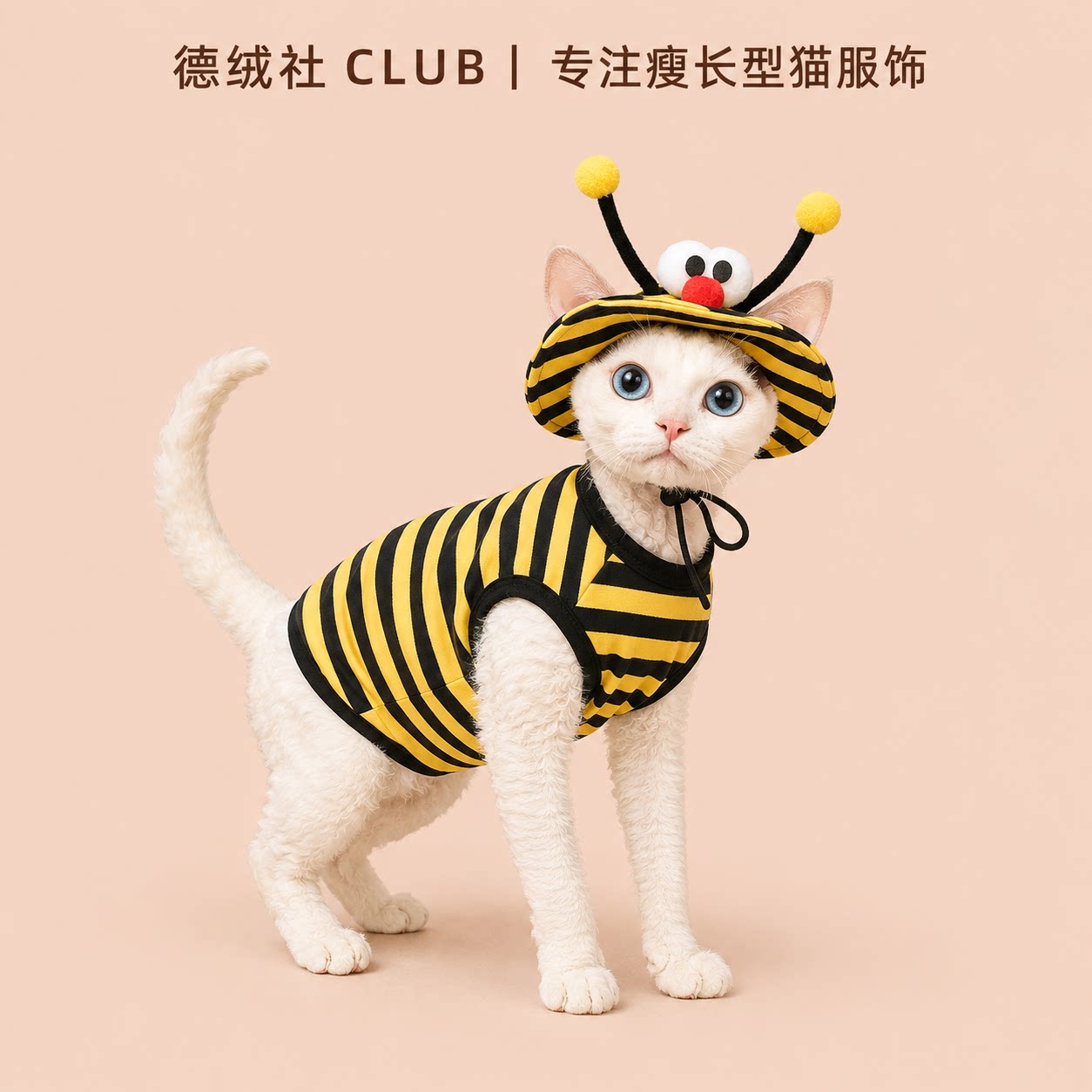 夏季薄款无毛猫黄黑条纹套装图片