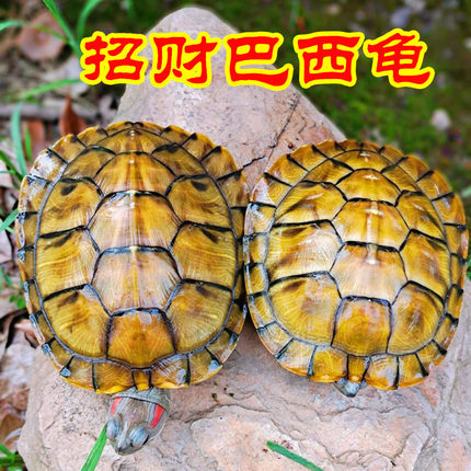 巴西龟乌龟活体七彩龟苗大小活体乌龟情侣龟观赏龟水龟乌龟摆地摊