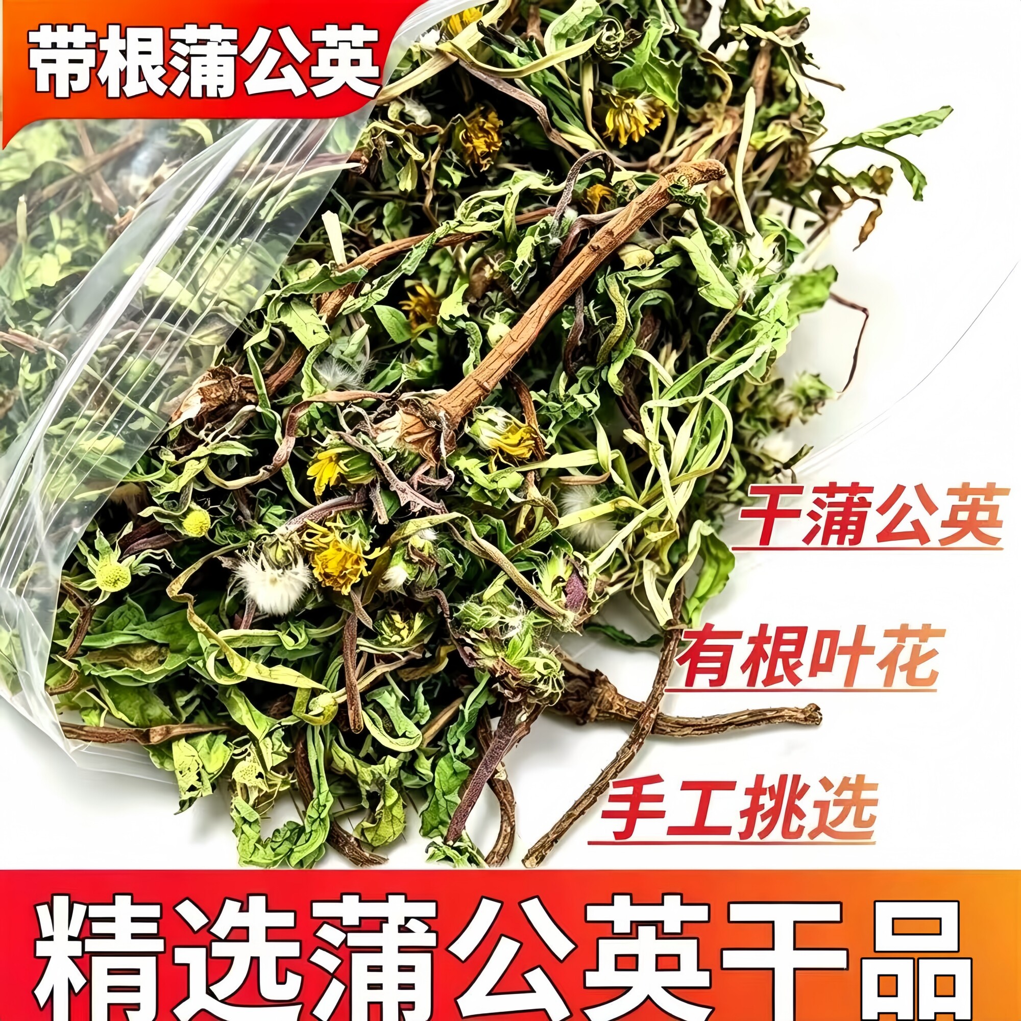 蒲公英茶蒲公英整棵有根叶花干净