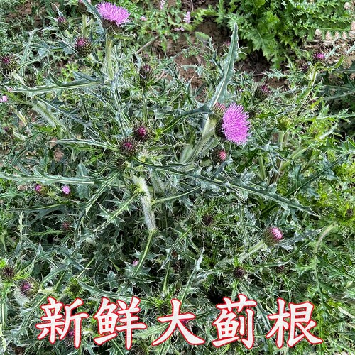 新鲜大蓟根发根部当天现挖有小苗