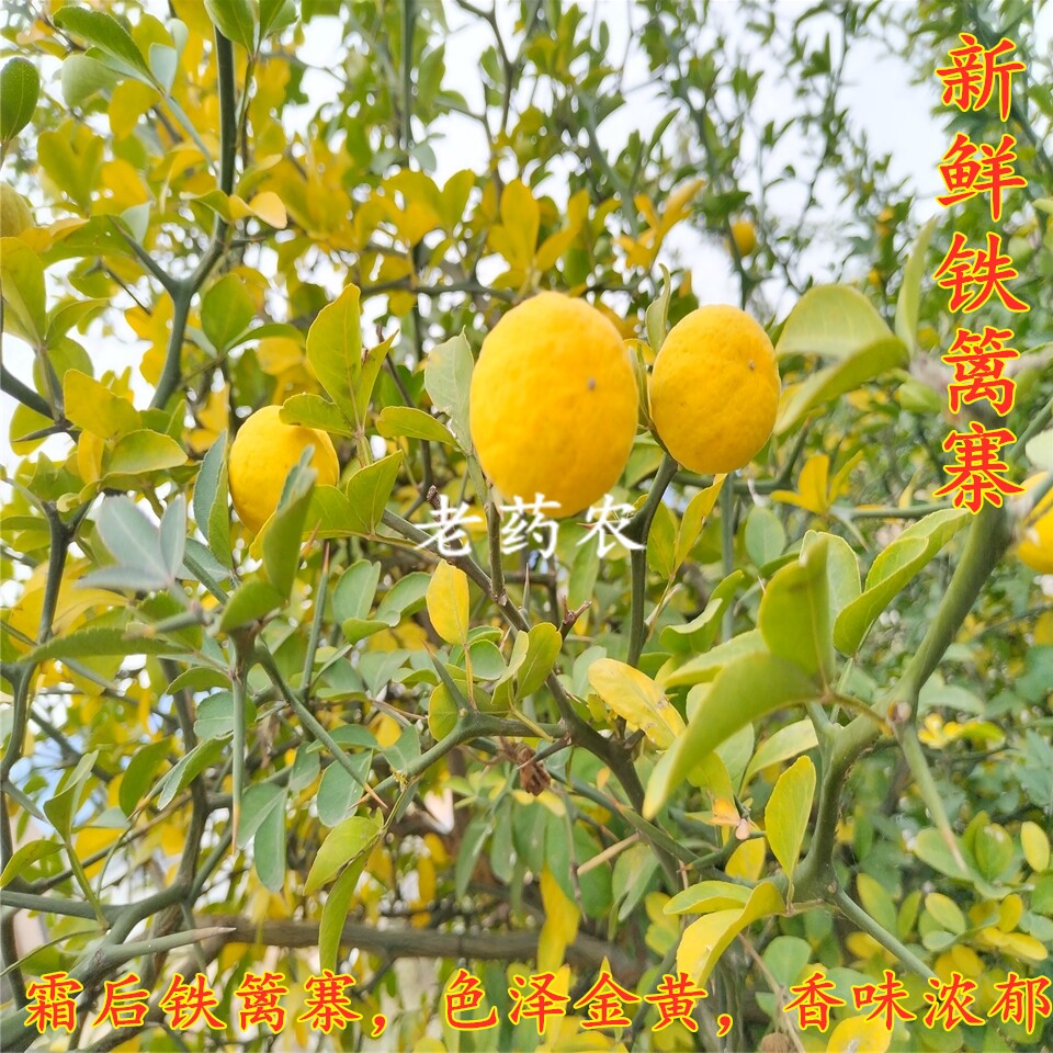 新鲜铁篱寨原生态枳实枸橘铁梨寨臭橘沉蛋鸟不站铁篱笆果臭枳子