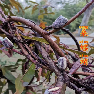 桑螵蛸新鲜螳螂籽螳螂卵螳螂蛋刀螂子深山采摘多卵黄新货生桑螵蛸
