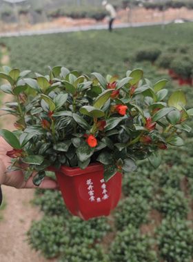 金鱼红色吊兰盆栽室内阳台四季常青好养花绿植净化空气吸甲醛