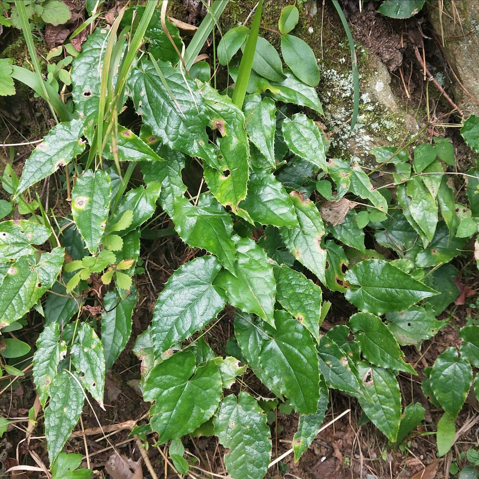 秦岭淫羊藿500g根叶深山中药材霪淫羊洋藿霍整株泡酒熬水仙灵脾