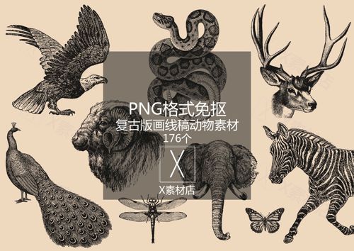 AI/PNG复古版画线稿 手绘爬行动物鸟类昆虫蜘蛛素材拼贴collage