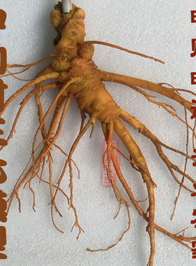 三七摆件模型中药材模型罐装三七模型整株三七橱窗摆件