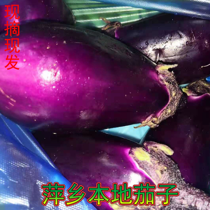 紫瓜茄子江西萍乡蔬菜