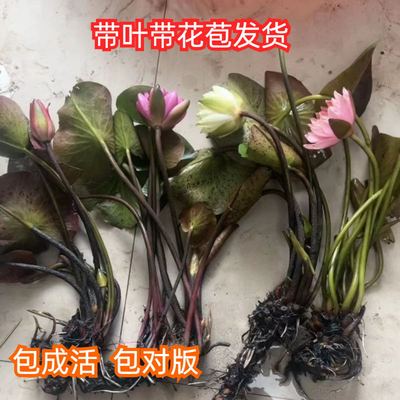 睡莲水培植物花苞带叶池塘