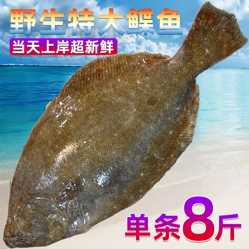 当天上岸超大鸦片鱼鲽鱼野生海鲜