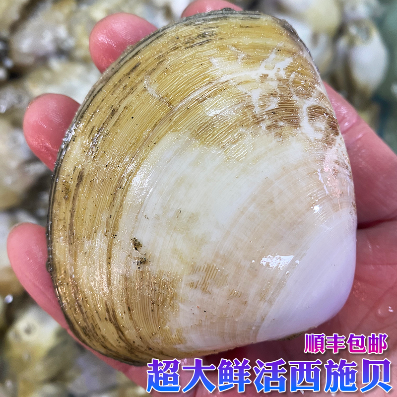西施贝鲜活超大月亮贝特大文贝蚬子活西施舌贵妃贝海鲜仙女贝500g