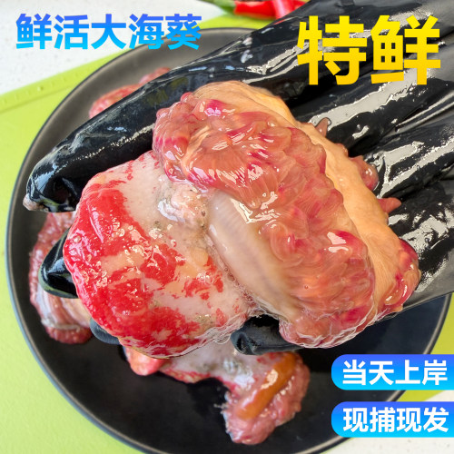 海葵鲜活海腚根特大海沙蒜海鲜水产煲汤红海触子海花新鲜冷冻海肠
