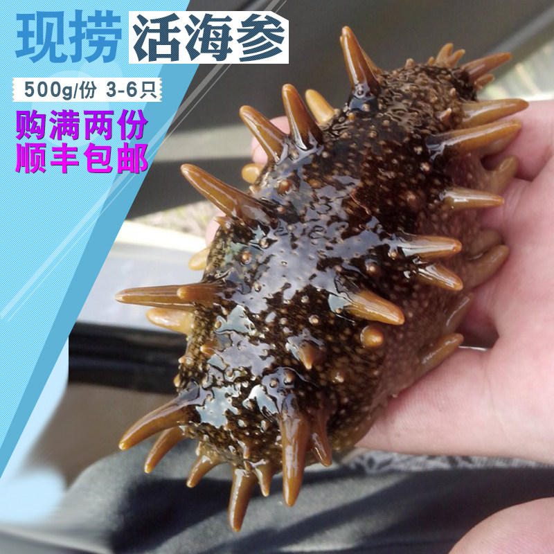 海参鲜活超大个青岛海鲜水产当天新鲜野生刺参非冷冻顺丰包邮500g