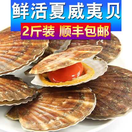 夏威夷贝鲜活特大扇贝王虾夷贝超大扇贝柱蒜蓉烧烤新鲜扇贝肉 2斤