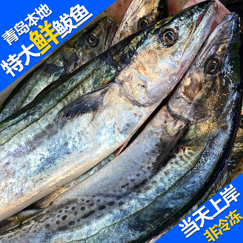 青岛本地特大鲅鱼当天新鲜海捕马鲛鱼整条速冻可切片块中段送礼盒