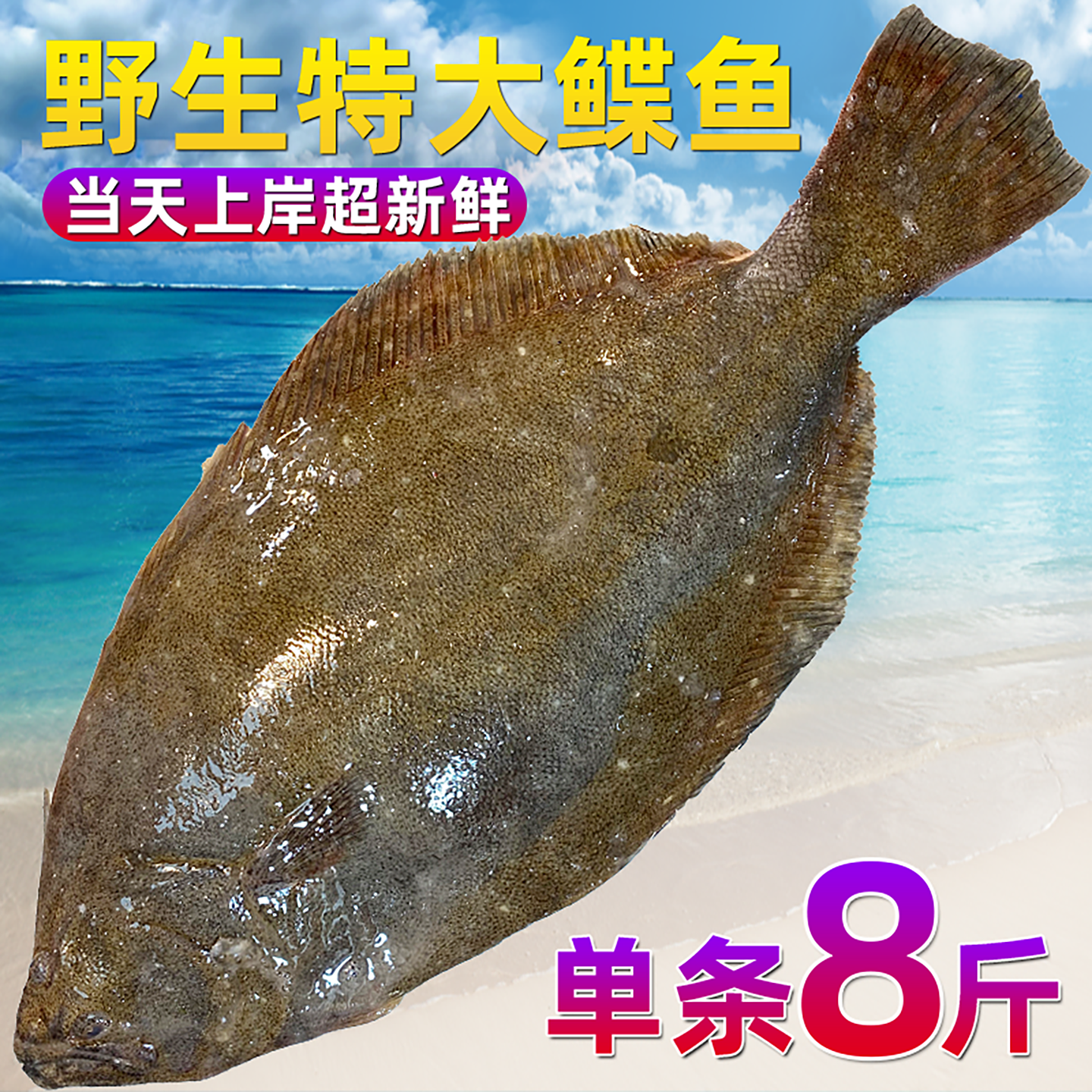 新鲜鸦片鱼特大比目鱼鲜活冷冻鲽鱼头身片牙鲆鱼超大野生海鲜水产