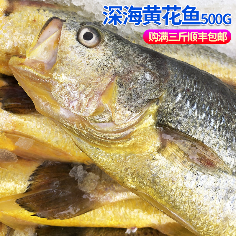 黄花鱼新鲜蒜瓣肉青岛海鲜深海鱼鲜活冷冻冰鲜超大黄鱼送礼2斤/条